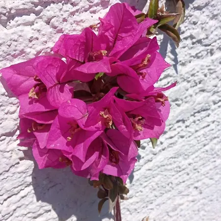 Prekrasan Sa Kaminom Appartement *