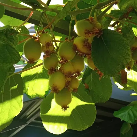 Prekrasan Sa Kaminom 公寓 *