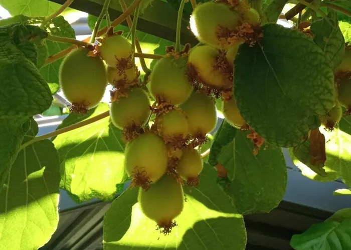 Prekrasan Sa Kaminom Appartement *